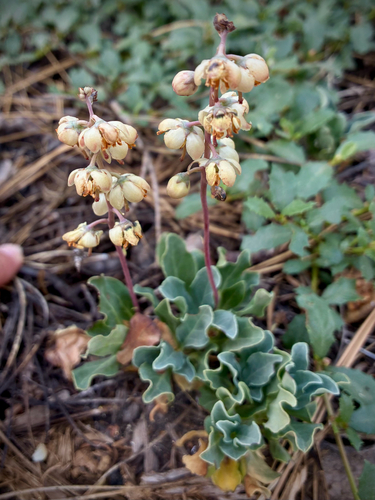iNaturalist observation photo of Toothed Wintergreen