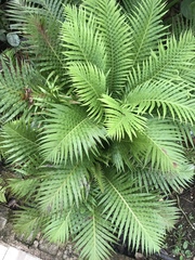 Blechnum gibbum