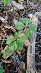 Anemonoides nemorosa