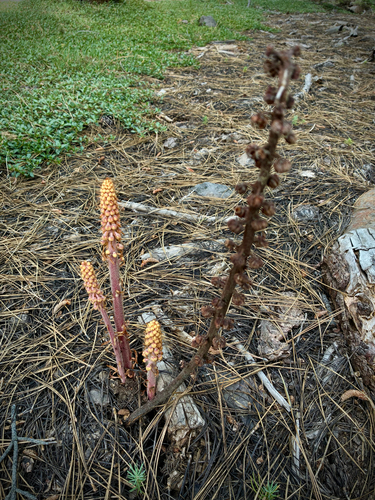 iNaturalist observation photo of woodland pinedrops