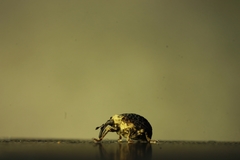 Cionus scrophulariae