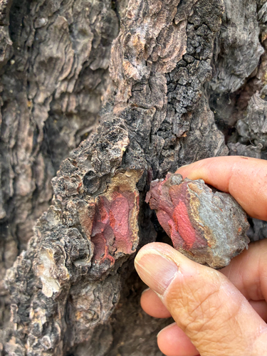 iNaturalist observation photo of red fir