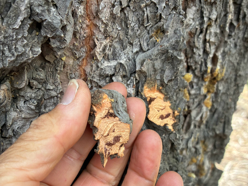 iNaturalist observation photo of white fir