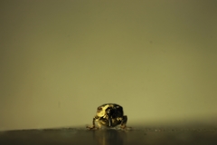 Cionus scrophulariae