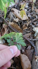 Anemonoides nemorosa