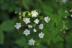 Chaerophyllum temulum