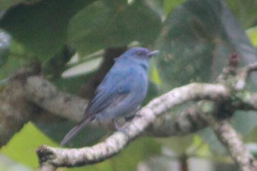 Nilgiri Flycatcher (Eumyias albicaudatus), photo 2