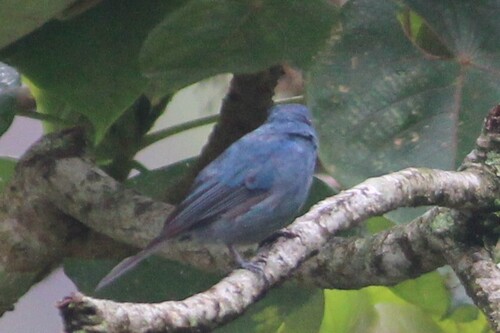 Nilgiri Flycatcher (Eumyias albicaudatus), photo 3