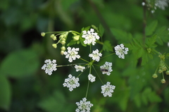 Chaerophyllum temulum