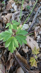 Anemonoides nemorosa