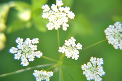 Chaerophyllum temulum