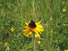Erebia pharte