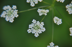 Chaerophyllum temulum
