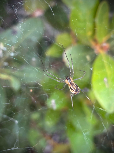 iNaturalist observation photo of Sierra Dome Spider