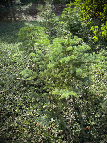 iNaturalist observation photo of red fir