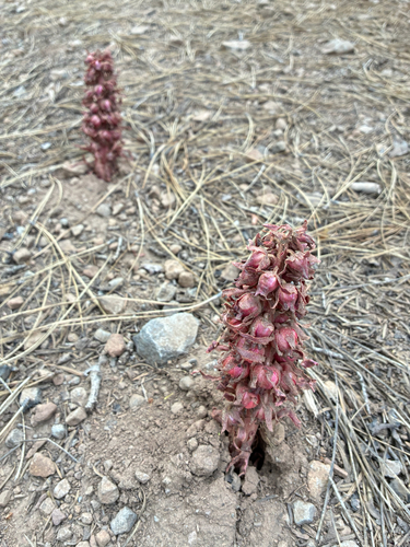 iNaturalist observation photo of Snowplant