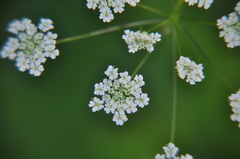 Chaerophyllum temulum