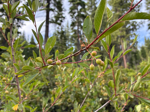 iNaturalist observation photo of Bitter cherry