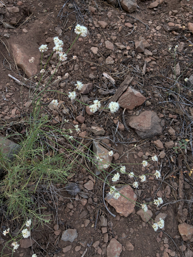 iNaturalist observation photo of Naked Buckwheat