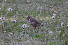 Turdus philomelos