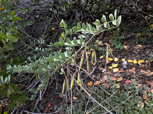 iNaturalist observation photo of Big deervetch