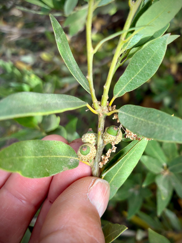 iNaturalist observation photo of huckleberry oak