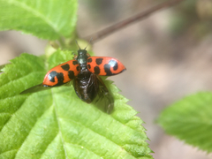 Chrysomela interrupta