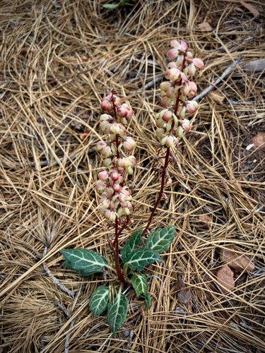 iNaturalist observation photo of white-veined wintergreen
