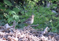 Turdus philomelos