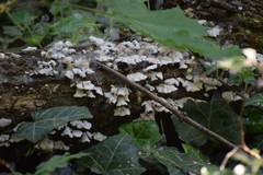 Schizophyllum commune