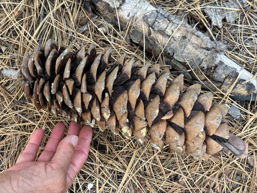 iNaturalist observation photo of sugar pine