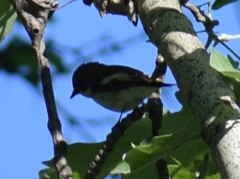 Ficedula hypoleuca