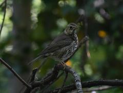 Turdus philomelos