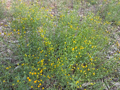 iNaturalist observation photo of western rayless fleabane