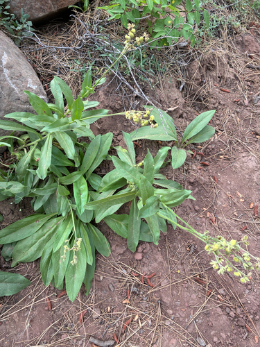 iNaturalist observation photo of western hound's tongue