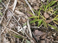 Poa supina