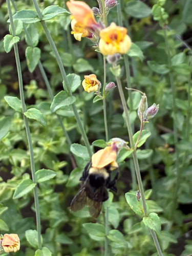 iNaturalist observation photo of Yellow-faced Bumble Bee