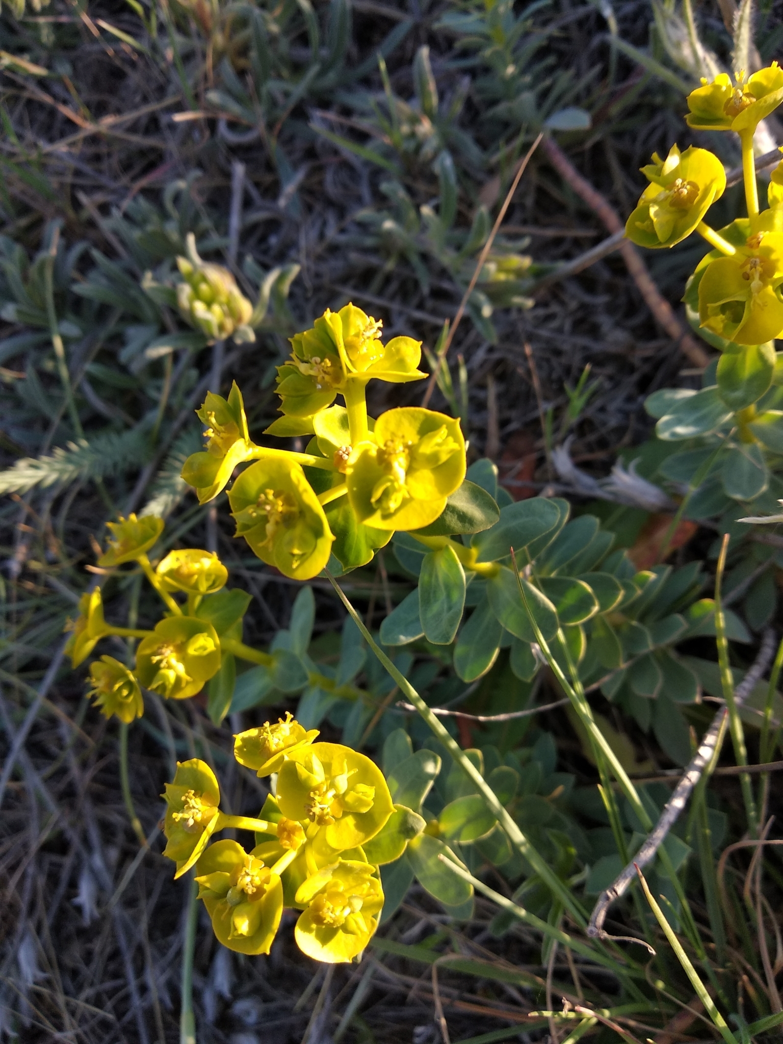 Euphorbia agraria