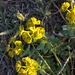 Shining Spurge - Photo (c) Виталий, some rights reserved (CC BY-NC), uploaded by Виталий