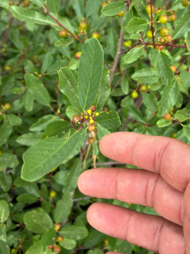 iNaturalist observation photo of Sierra coffeeberry
