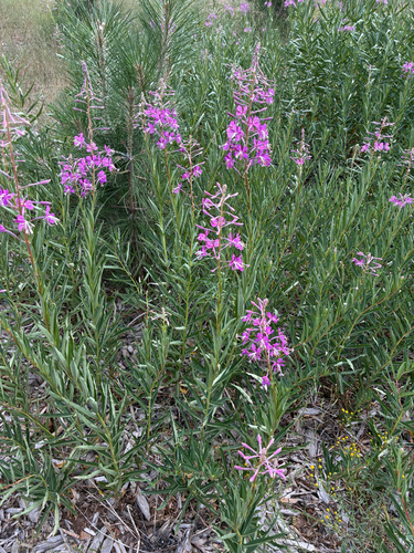 iNaturalist observation photo of fireweed