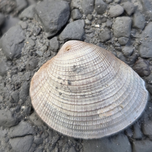 Chione cancellata observed 2026-07-12
