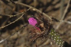 Arrojadoa penicillata
