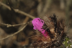 Arrojadoa penicillata, photograph Gabriel Fernandes, CC BY, iNaturalist via GBIF