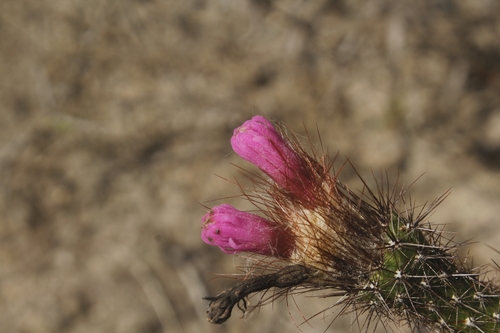 Arrojadoa penicillata, photograph 2