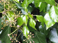 Hedera helix