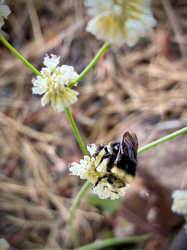 iNaturalist observation photo of Yellow-faced Bumble Bee
