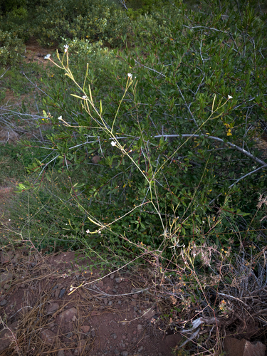 iNaturalist observation photo of panicled willowherb