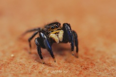 Euophrys herbigrada