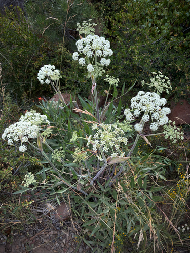 iNaturalist observation photo of Brewer's angelica